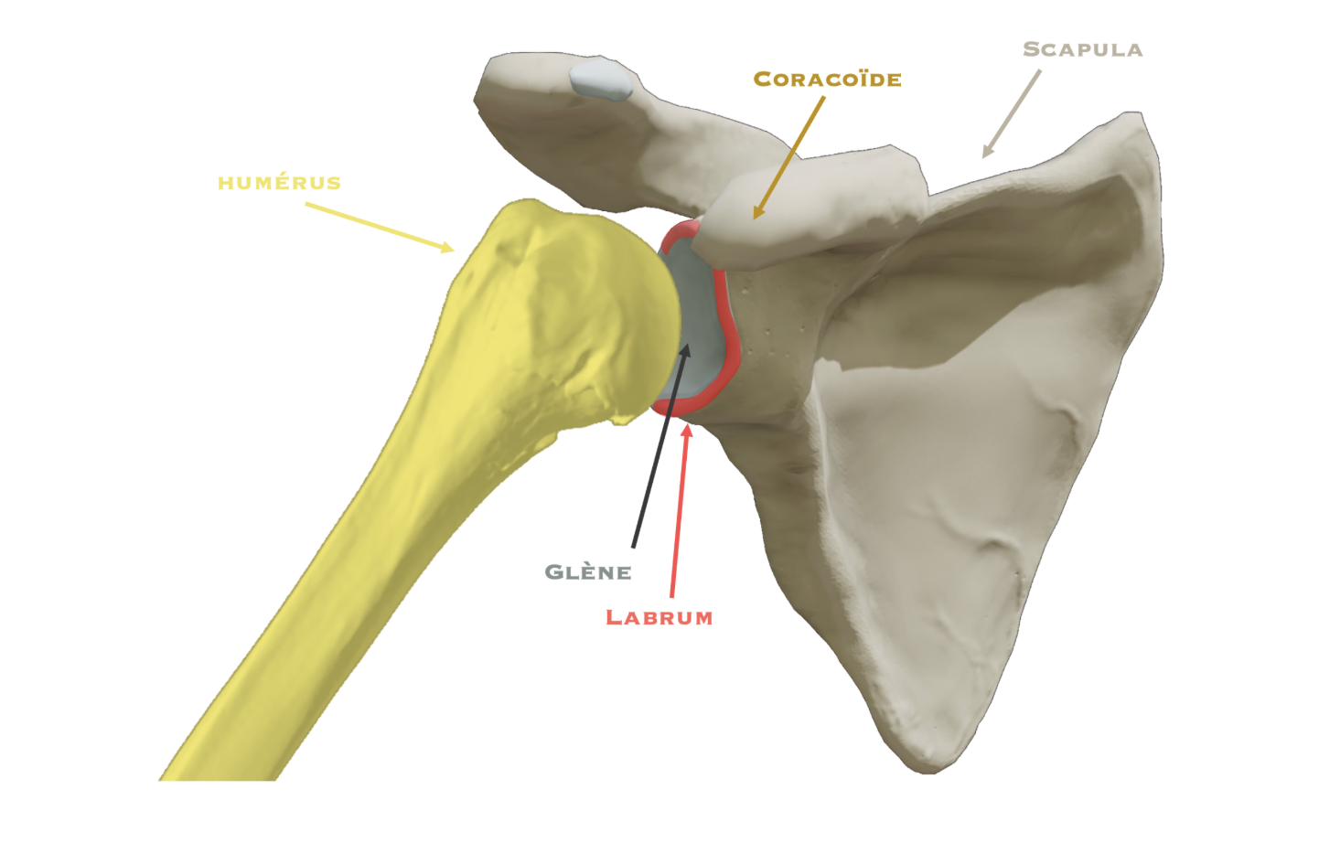 Os et labrum de l’épaule