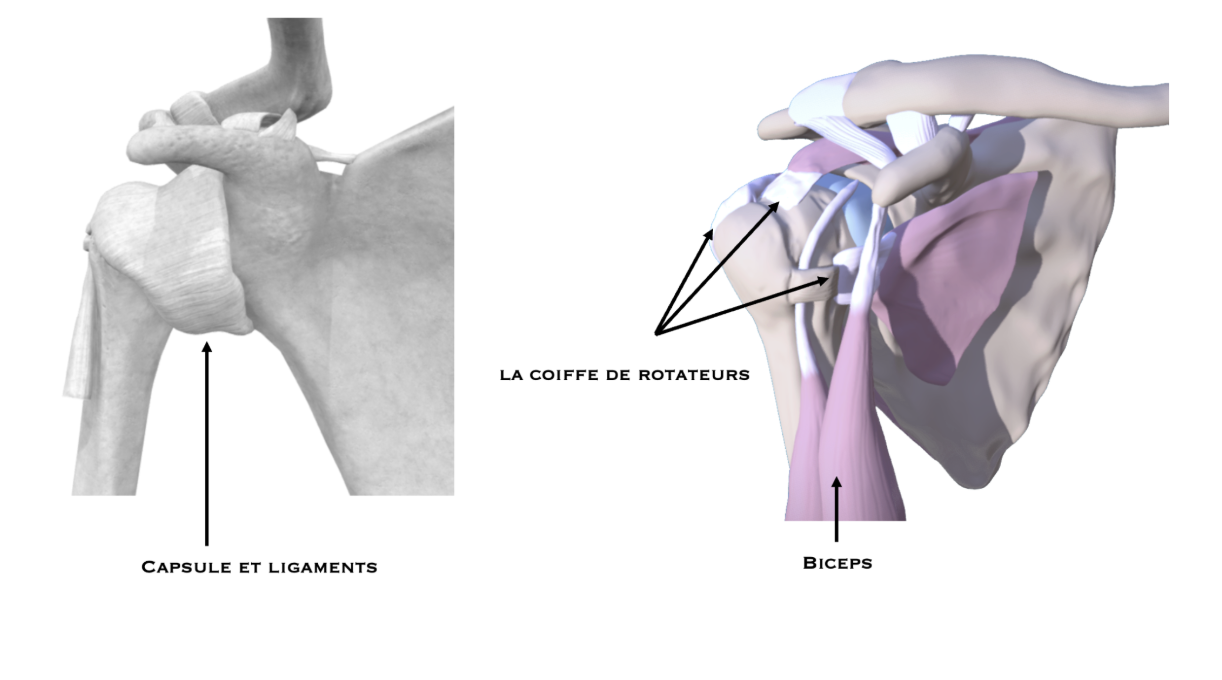 Ligaments et coiffe des rotateurs
